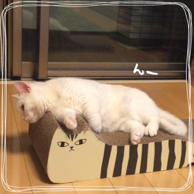 f:id:belly0628:20150613204220j:image f:id:belly0628:20150613204220j:image