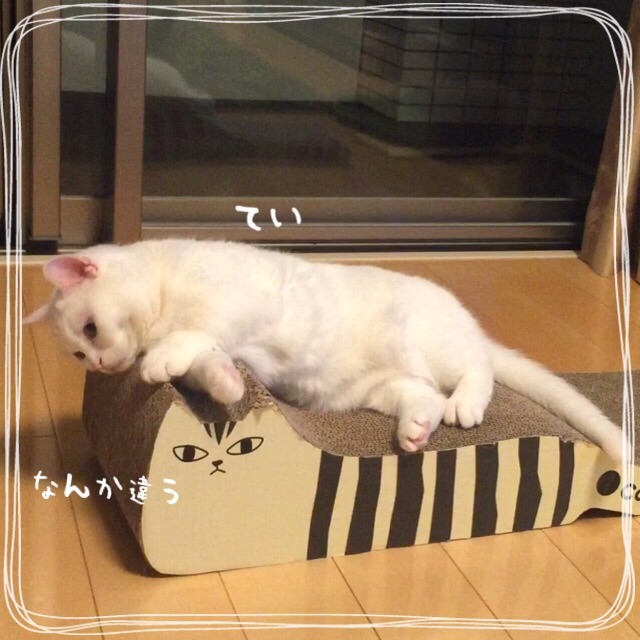 f:id:belly0628:20150613204246j:image f:id:belly0628:20150613204246j:image