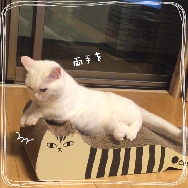f:id:belly0628:20150613204308j:image f:id:belly0628:20150613204308j:image