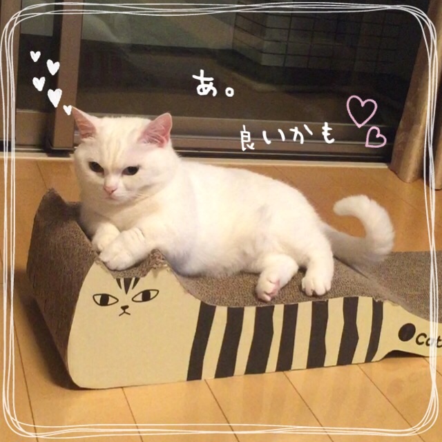 f:id:belly0628:20150613204354j:image f:id:belly0628:20150613204354j:image
