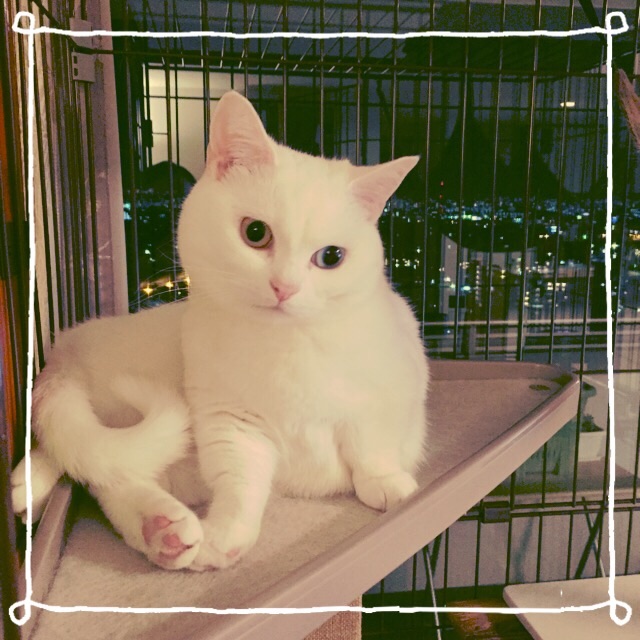 f:id:belly0628:20150614221054j:image f:id:belly0628:20150614221054j:image