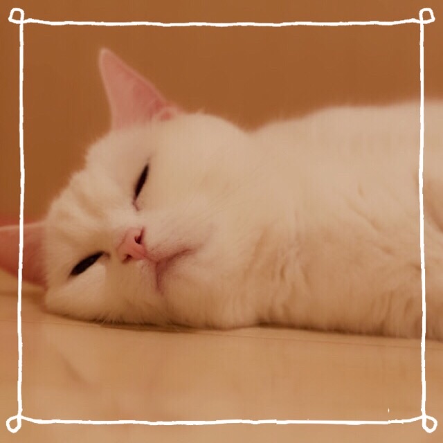 f:id:belly0628:20150614233623j:image f:id:belly0628:20150614233623j:image