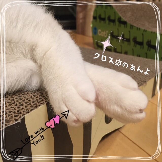 f:id:belly0628:20150617231100j:image f:id:belly0628:20150617231100j:image