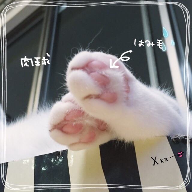 f:id:belly0628:20150617231507j:image f:id:belly0628:20150617231507j:image