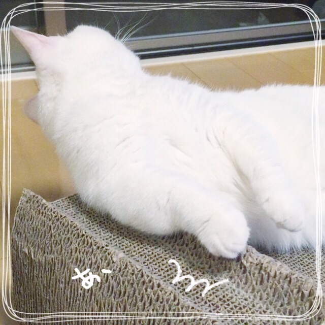 f:id:belly0628:20150617232227j:image f:id:belly0628:20150617232227j:image