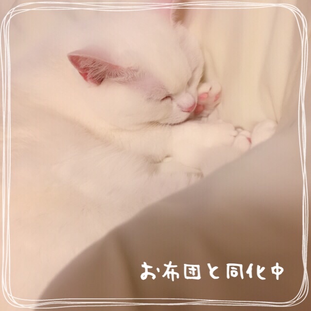 f:id:belly0628:20150621182419j:image f:id:belly0628:20150621182419j:image
