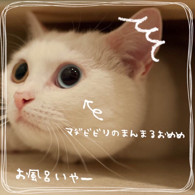 f:id:belly0628:20150621183131j:image f:id:belly0628:20150621183131j:image
