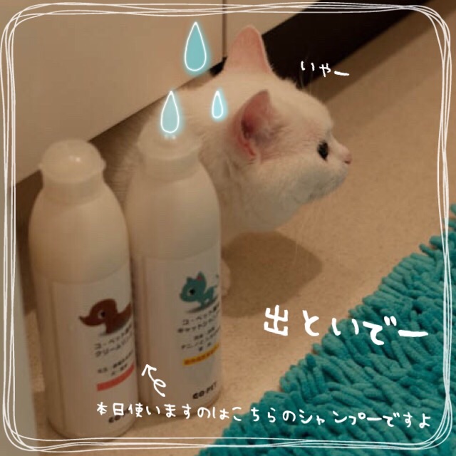 f:id:belly0628:20150621183236j:image f:id:belly0628:20150621183236j:image