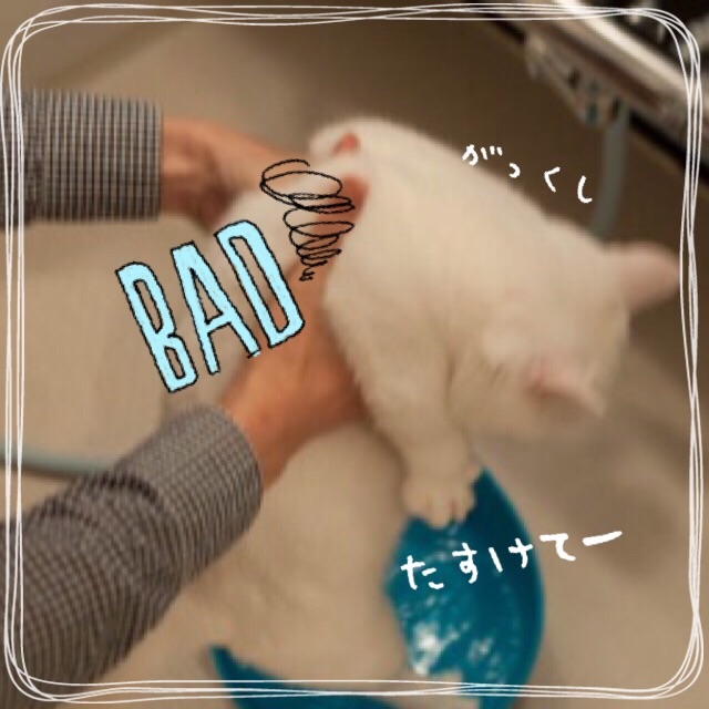 f:id:belly0628:20150621202723j:image f:id:belly0628:20150621202723j:image