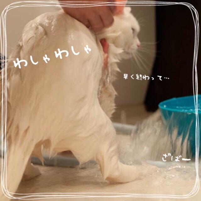 f:id:belly0628:20150621202740j:image f:id:belly0628:20150621202740j:image