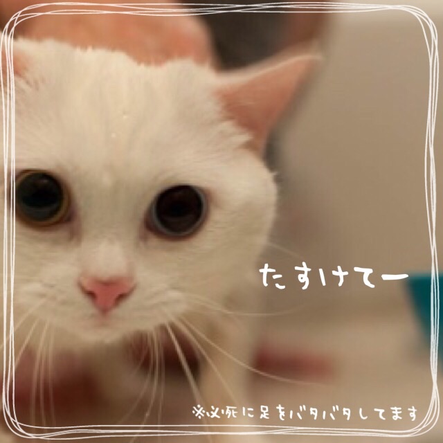 f:id:belly0628:20150621202821j:image f:id:belly0628:20150621202821j:image