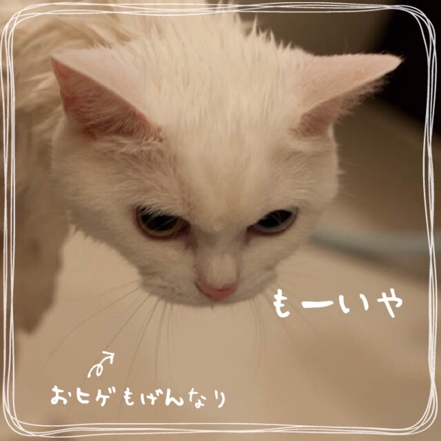 f:id:belly0628:20150621203457j:image f:id:belly0628:20150621203457j:image