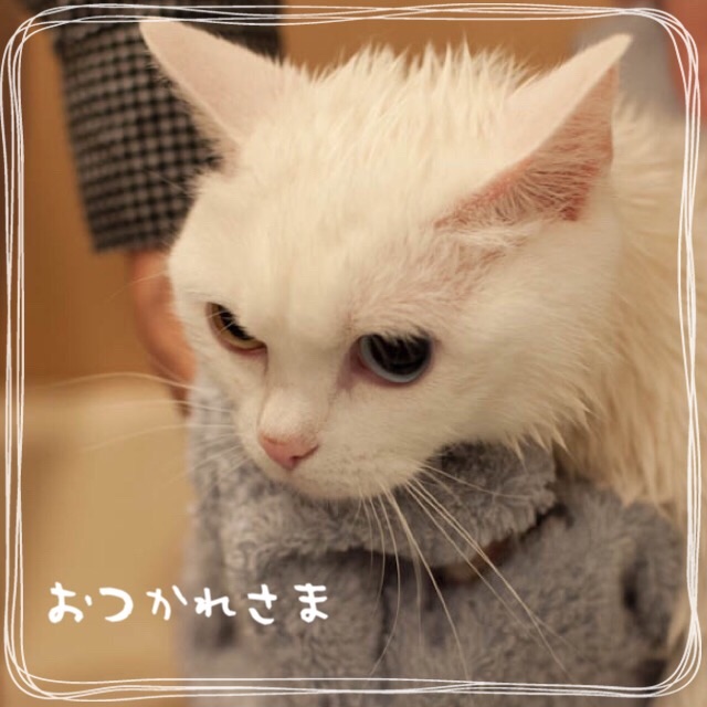 f:id:belly0628:20150621203542j:image f:id:belly0628:20150621203542j:image