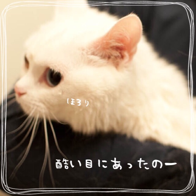 f:id:belly0628:20150621205644j:image f:id:belly0628:20150621205644j:image