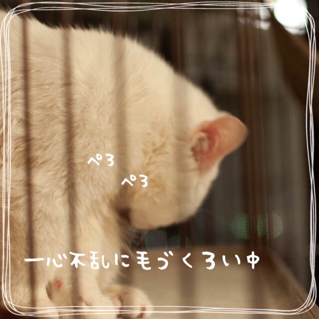 f:id:belly0628:20150621205710j:image f:id:belly0628:20150621205710j:image