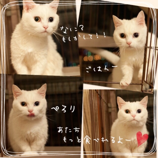 f:id:belly0628:20150621205806j:image f:id:belly0628:20150621205806j:image