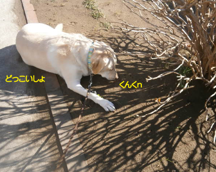 f:id:beriru:20150123124329j:plain