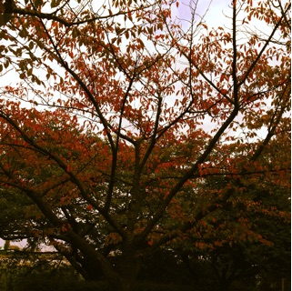 f:id:big-harbor-sun:20141004212223j:plain f:id:big-harbor-sun:20141004212223j:plain