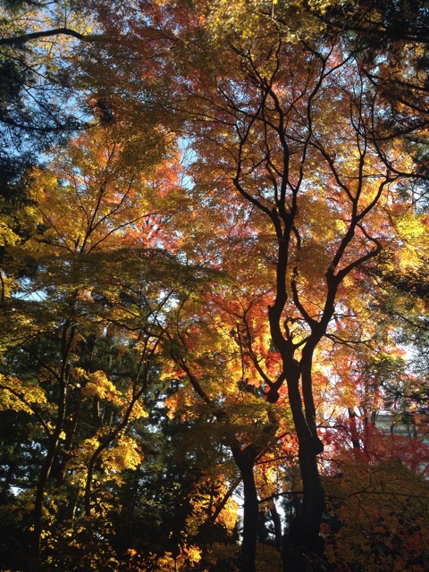 f:id:big-harbor-sun:20141121213227j:plain f:id:big-harbor-sun:20141121213227j:plain