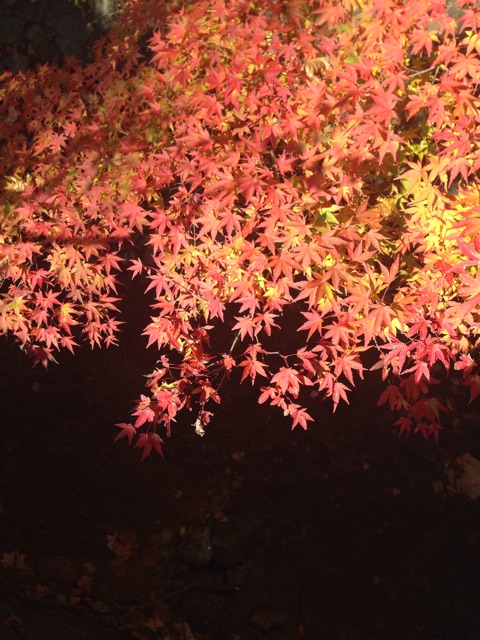 f:id:big-harbor-sun:20141121213255j:plain f:id:big-harbor-sun:20141121213255j:plain