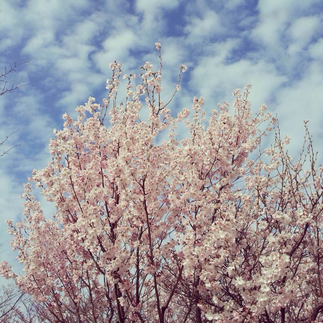 f:id:big-harbor-sun:20150404223149j:plain f:id:big-harbor-sun:20150404223149j:plain