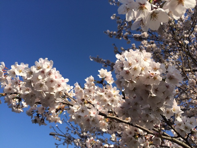 f:id:bikedane:20150406075231j:plain f:id:bikedane:20150406075231j:plain