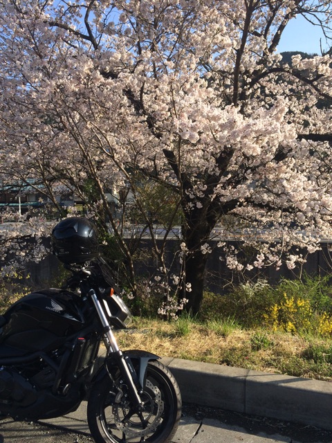 f:id:bikedane:20150406075500j:plain f:id:bikedane:20150406075500j:plain