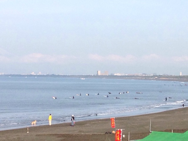 f:id:birdathlete:20150413094556j:plain f:id:birdathlete:20150413094556j:plain