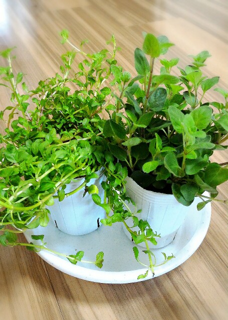 f:id:bitchyamadiaries:20150531185354j:image f:id:bitchyamadiaries:20150531185354j:image
