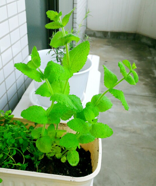 f:id:bitchyamadiaries:20150621173531j:image f:id:bitchyamadiaries:20150621173531j:image