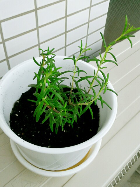 f:id:bitchyamadiaries:20150621173537j:image f:id:bitchyamadiaries:20150621173537j:image
