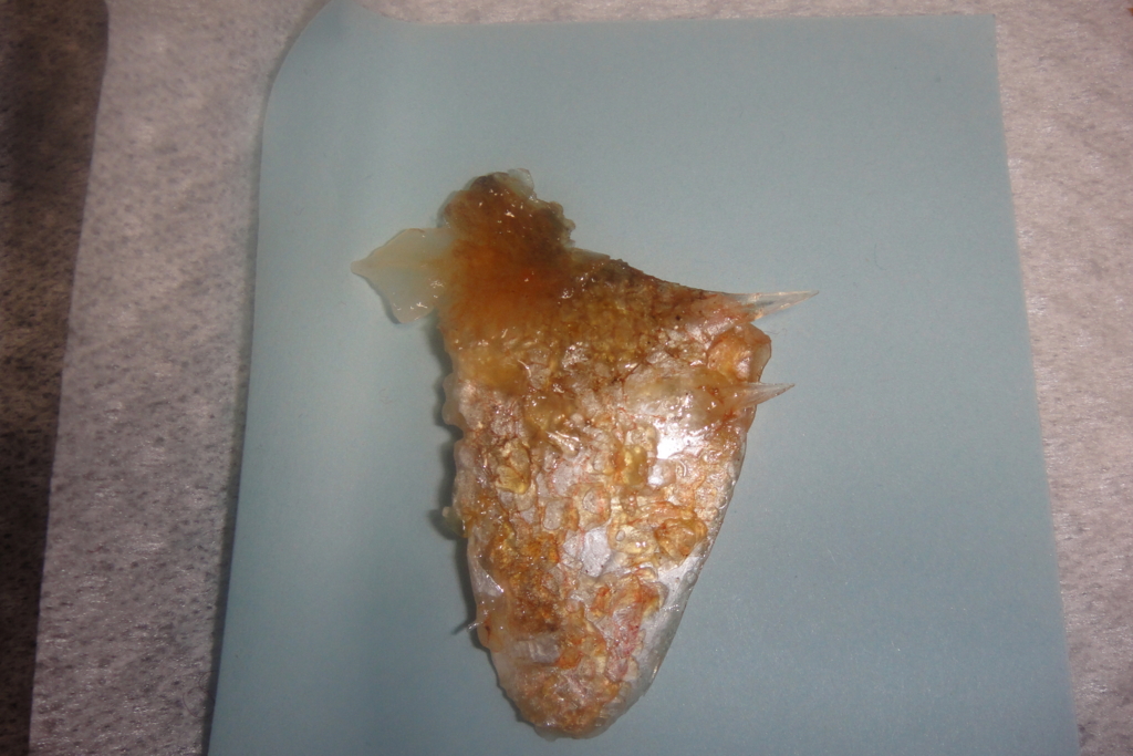 f:id:bitterharvest:20160330201628j:plain