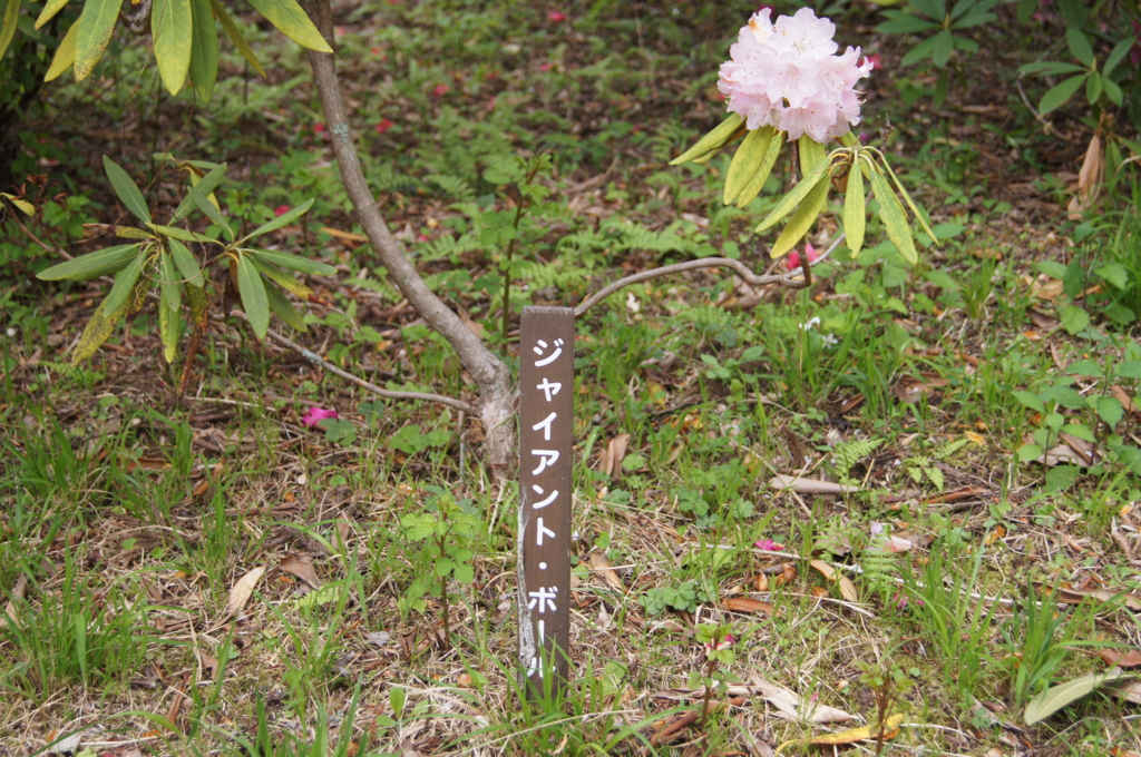 f:id:bitterharvest:20160414202103j:plain f:id:bitterharvest:20160414202103j:plain