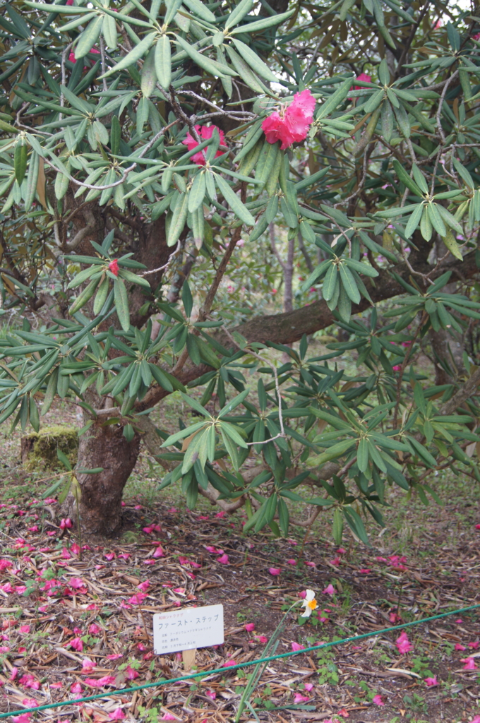 f:id:bitterharvest:20160414202209j:plain f:id:bitterharvest:20160414202209j:plain