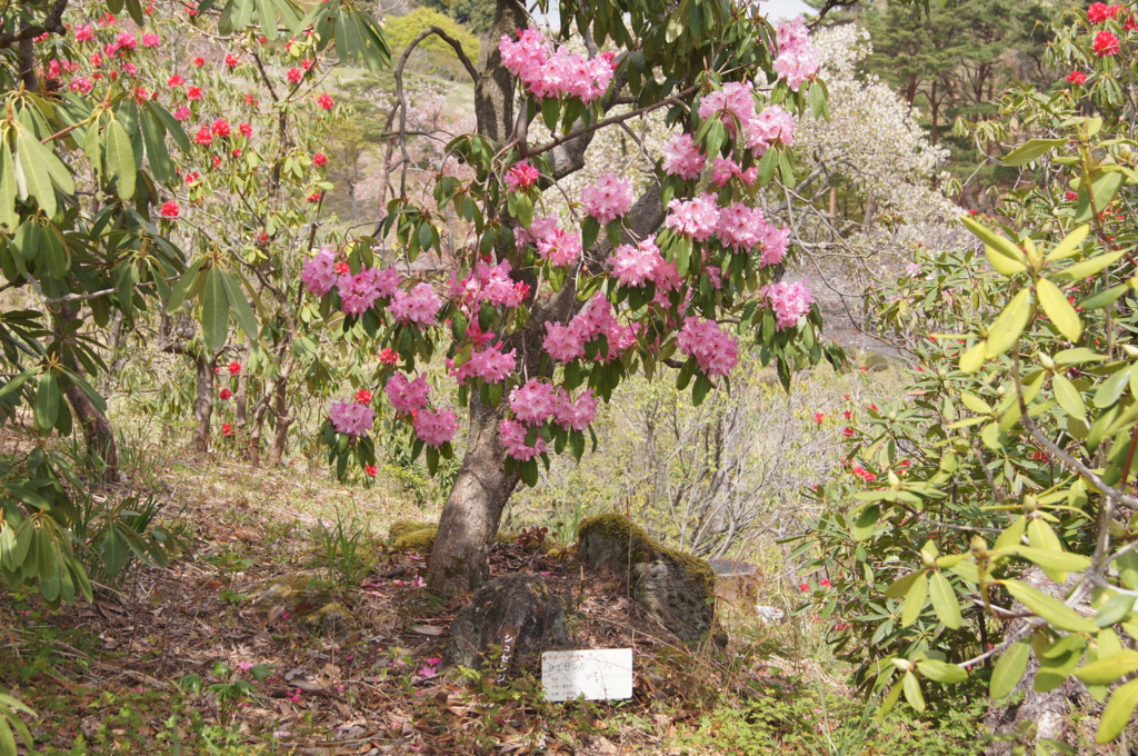 f:id:bitterharvest:20160414202516j:plain f:id:bitterharvest:20160414202516j:plain