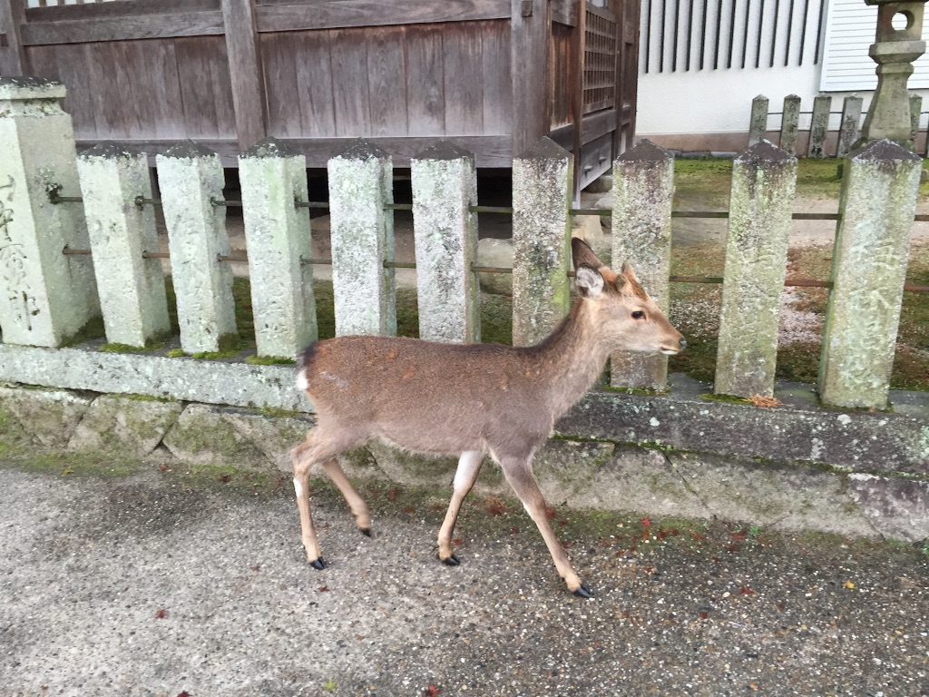 f:id:blueocchi:20151119201935j:image f:id:blueocchi:20151119201935j:image