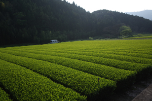 f:id:blueskycafe:20150429184943j:plain f:id:blueskycafe:20150429184943j:plain