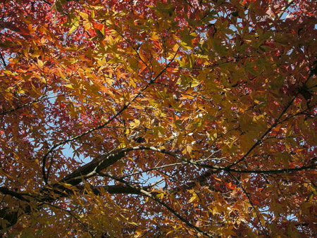 f:id:bluestar_music:20120103214720j:image