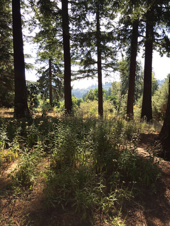 f:id:bluestar_music:20141022230848j:plain