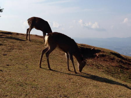 f:id:bluetears_osaka:20131116214812j:image