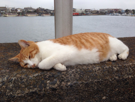 f:id:bluetears_osaka:20141102200223j:image