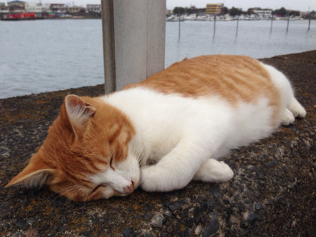 f:id:bluetears_osaka:20141102200255j:image
