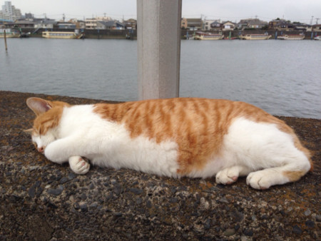 f:id:bluetears_osaka:20141102200335j:image