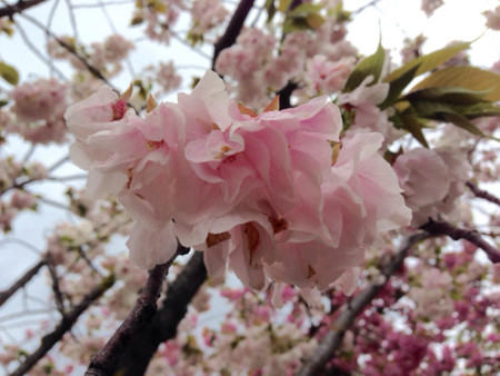 f:id:bluetears_osaka:20150413002334j:image