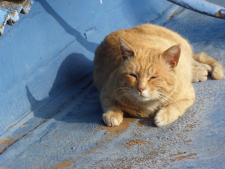 f:id:bluetears_osaka:20160104102554j:image f:id:bluetears_osaka:20160104102554j:image