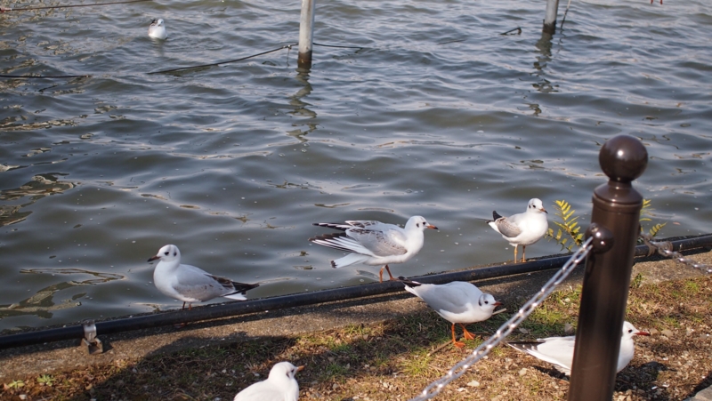 f:id:blumemond10:20150217230001j:plain f:id:blumemond10:20150217230001j:plain