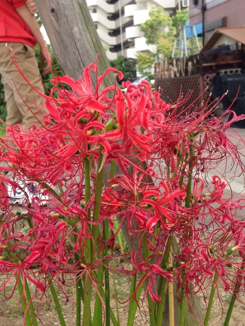 f:id:bob_s_an:20150924004351j:plain f:id:bob_s_an:20150924004351j:plain