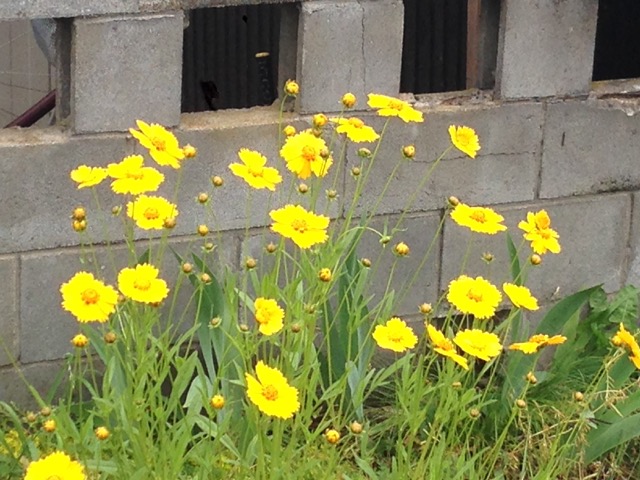 f:id:bochibochidou:20160527204437j:plain f:id:bochibochidou:20160527204437j:plain