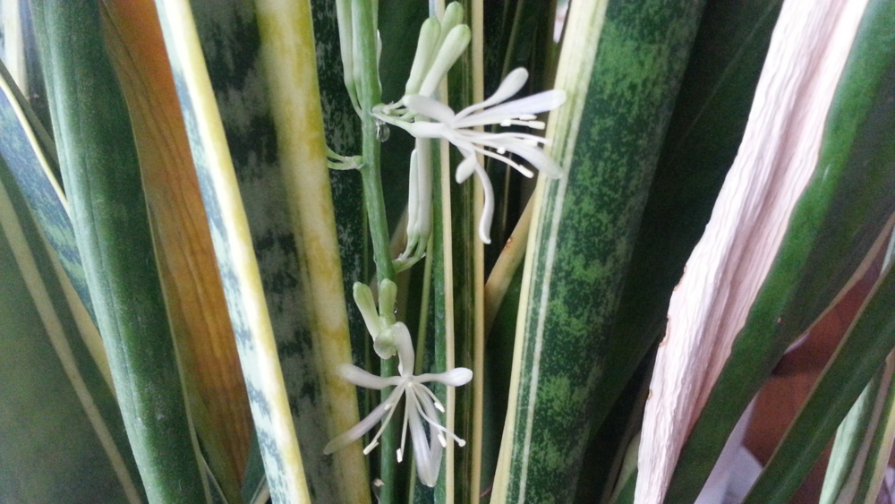 f:id:bodhisattva3l:20140803165950j:plain f:id:bodhisattva3l:20140803165950j:plain