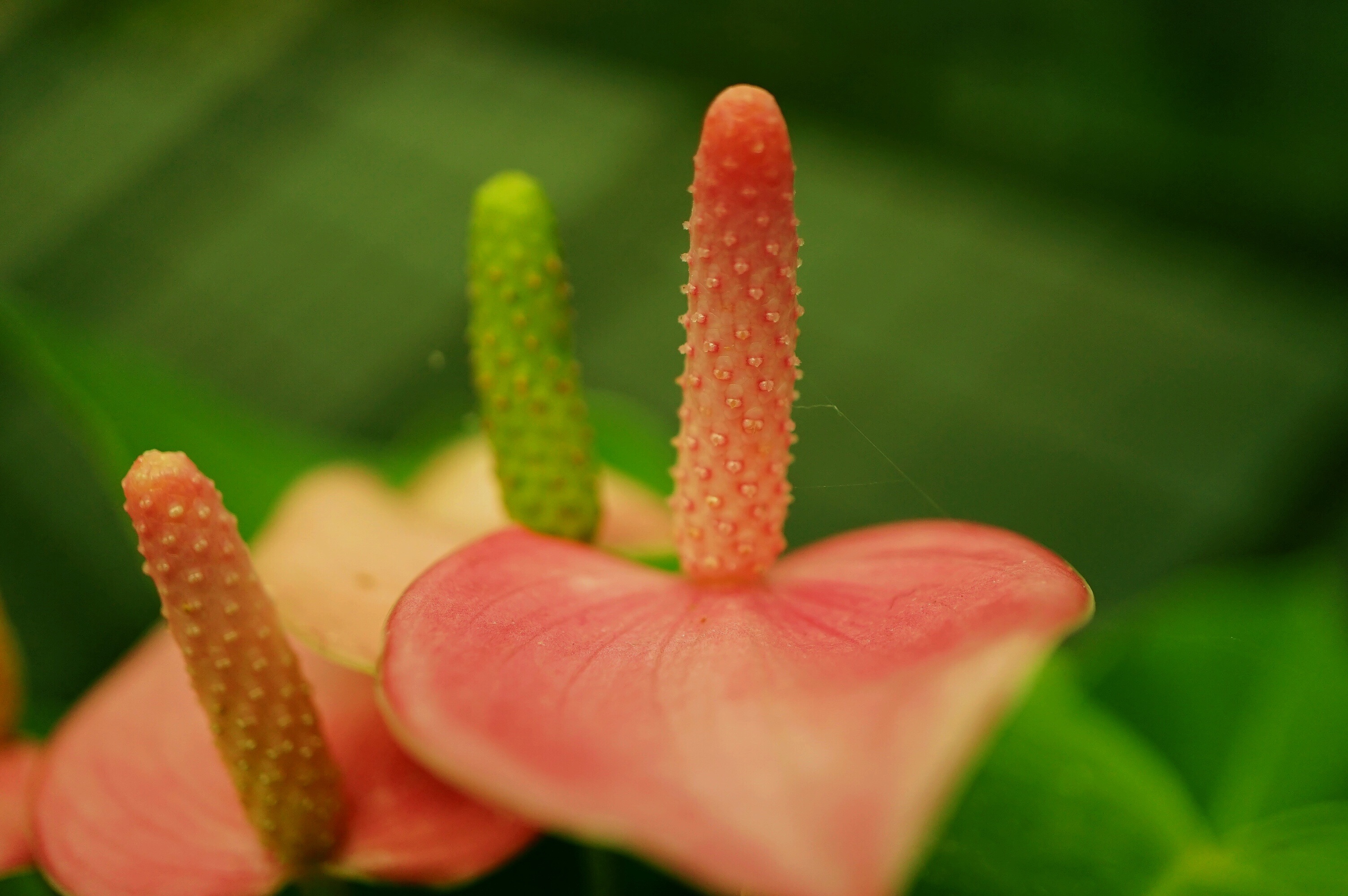 f:id:born-r:20150807145447j:image f:id:born-r:20150807145447j:image